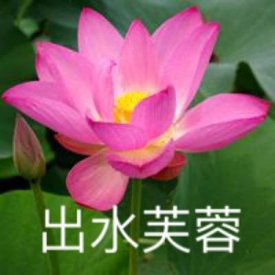 北京荷花文化节设十二大展区，400多种水生植物扮靓盛夏